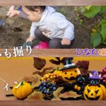 【さといも掘り＆ハロウィン🎃】ひなた保育園しろいの10月をお届けします📪